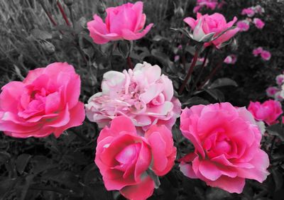 Close-up of wet pink flowers