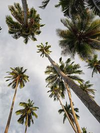 The high coconut tree