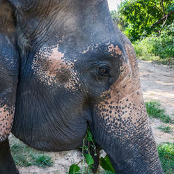 Close-up of elephant