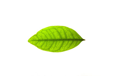 Close-up of green leaf against white background