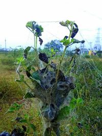 Plants growing on field