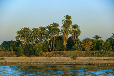 Palm trees by lake against clear sky