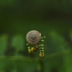 Close-up of snail on leaf