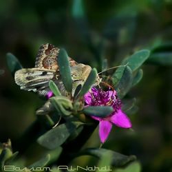 Close-up of insect on purple flower