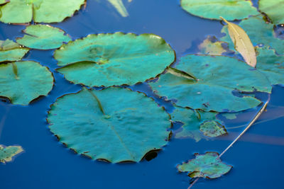 High angle view of plants in water