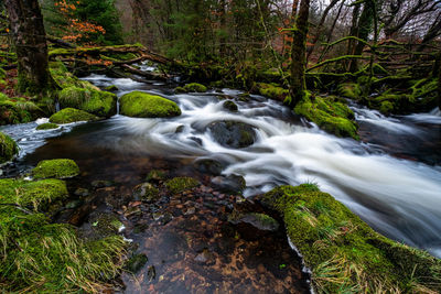 Stream flowing through rocks in forest