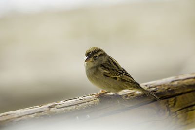 Close-up of bird perching outdoors