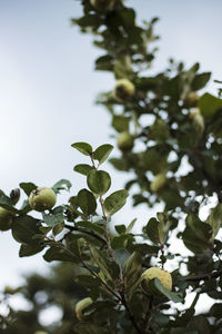 Low angle view of flowering plant against sky