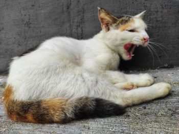 Close-up of a cat resting