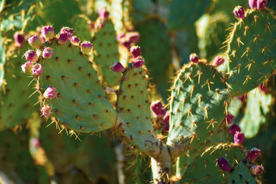 Close-up of prickly pear cactus