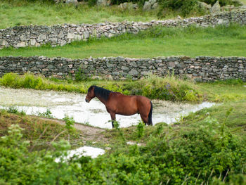 Side view of horse standing on field