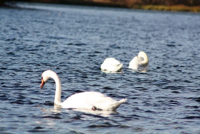 White swans swimming in lake