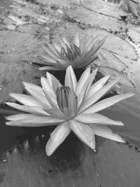 Close-up of water lily in lake