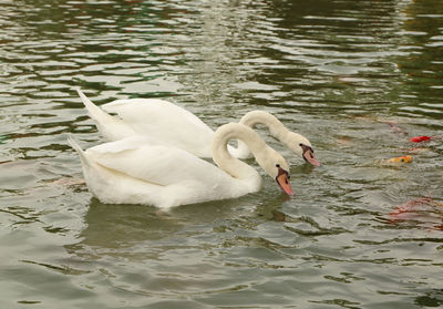 Swan swimming in lake