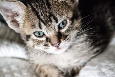 Close-up portrait of cat