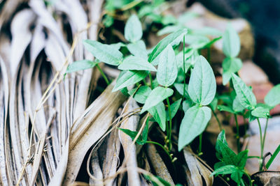 High angle view of plant growing on field