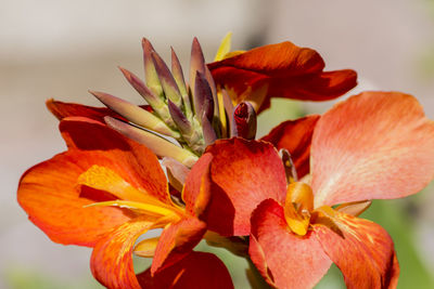 Close-up of orange day lily blooming outdoors