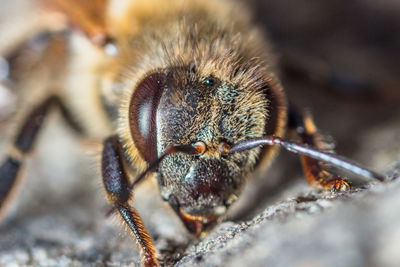 Close-up of spider