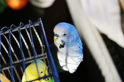 Close-up of parrot perching