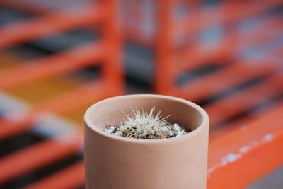 Close-up of potted cactus plant