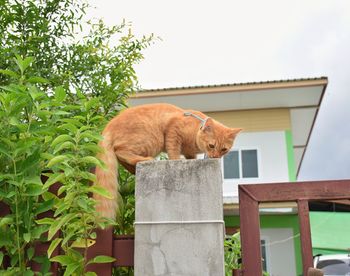Side view of a cat looking away
