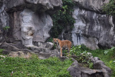 View of an animal on rock