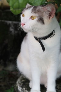 Close-up of a cat looking away