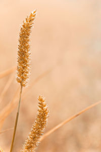 Close-up of flower against blurred background