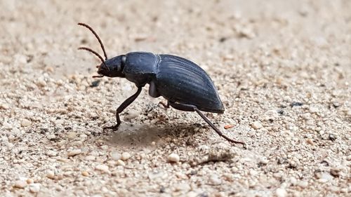 Close-up of insect on sand