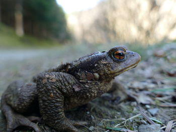 Close up of a toad or bufo spinosus