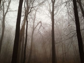 Bare trees in forest during winter