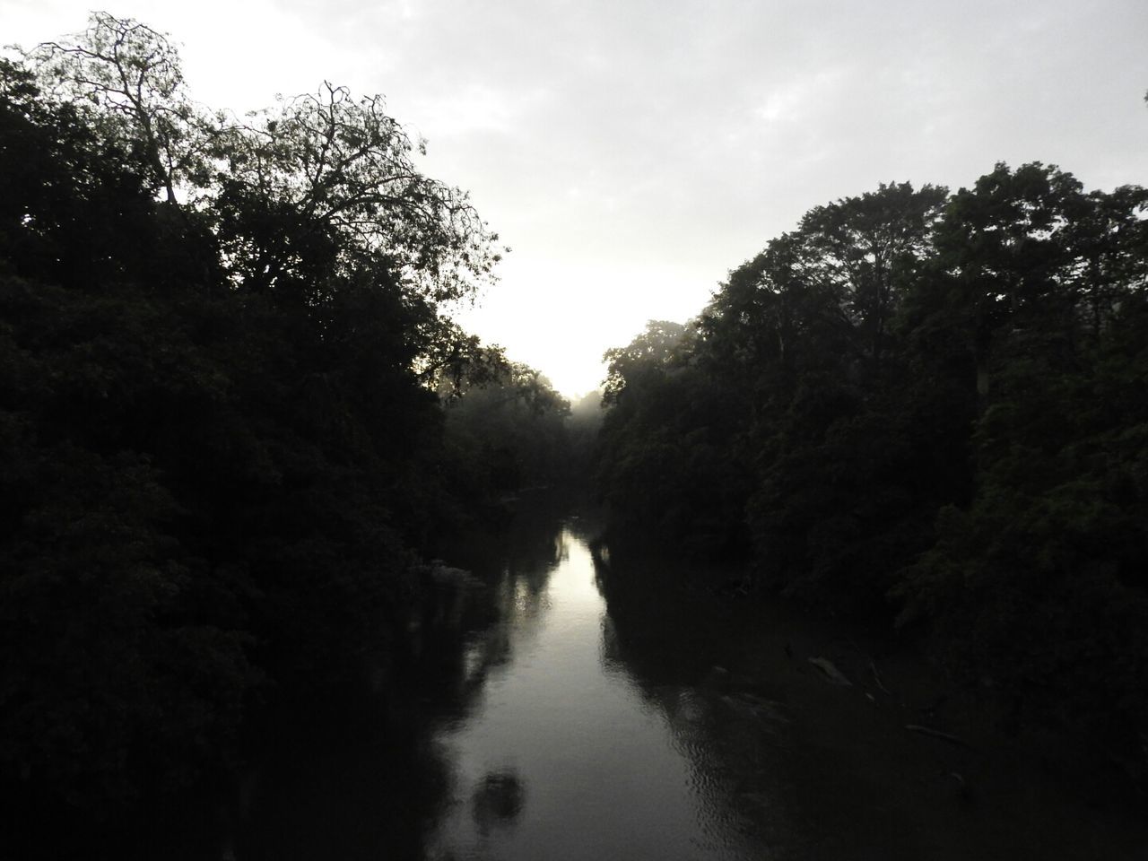 tree, plant, water, nature, sky, tranquility, no people, forest, scenics - nature, beauty in nature, day, growth, tranquil scene, river, outdoors, non-urban scene, reflection, environment, land, flowing water, flowing