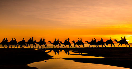 Silhouette people riding camels on shore at beach against sky during sunset