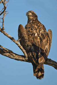 Low angle view of bird perching on tree