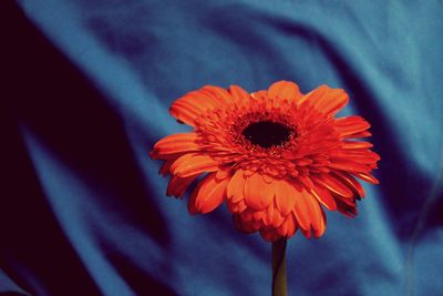 Close-up of red flower blooming outdoors