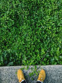 Low section of person in shoes against plants