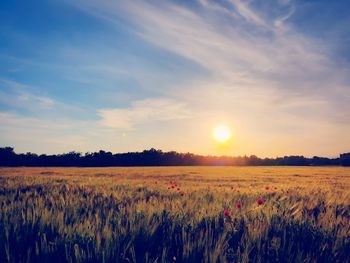 Scenic view of field against sky during sunset