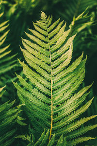 Close-up of fern leaves