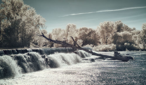 Scenic view of river amidst trees against sky