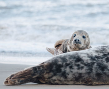 Portrait of a seal on beach