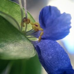 Close-up of purple flowers blooming outdoors