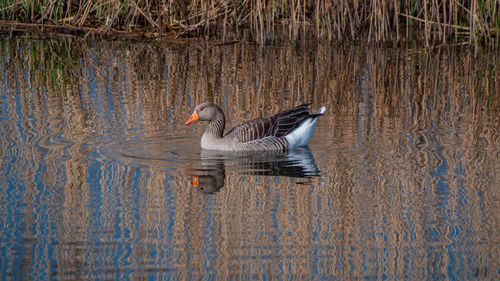 Greylag goose swimming in lake
