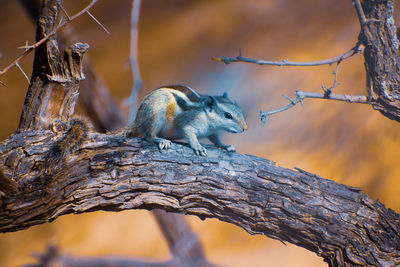 Close up shot of squirrel on tree.