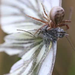 Close-up of insect on flower