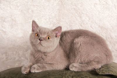 Portrait of cat sitting on floor