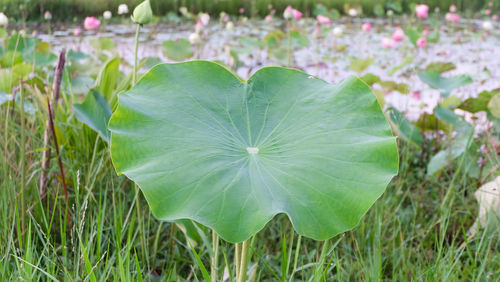 Close-up of flowering plant on field