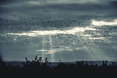Silhouette birds flying against sky