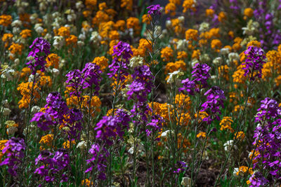 Close-up of multi colored flowers blooming in field