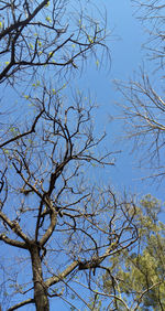 Low angle view of bare tree against blue sky