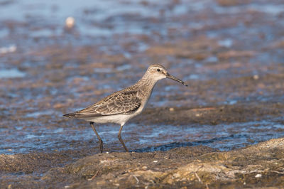 Bird perching on beach